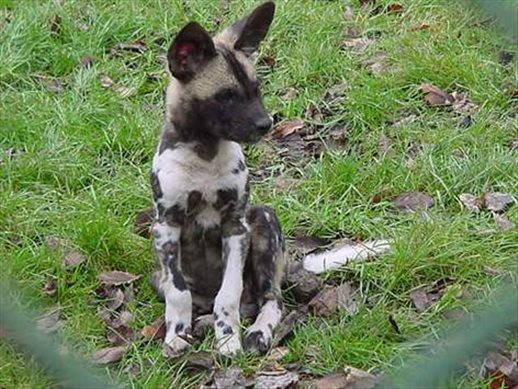 Why are African wild dogs endangered?